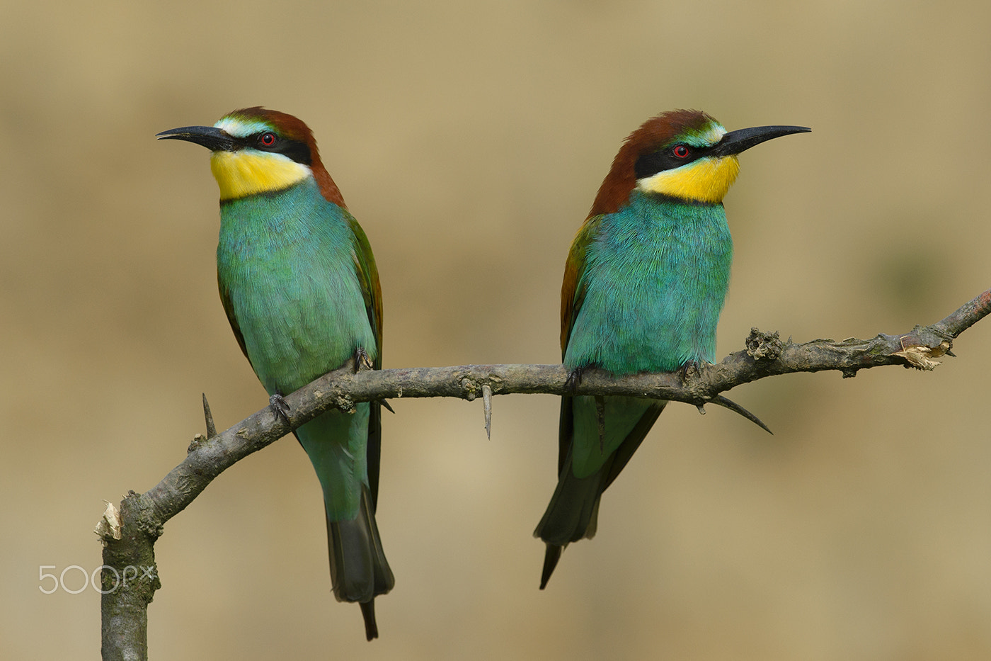 Nikon D600 + Nikon AF-S Nikkor 500mm F4G ED VR sample photo. Bee-eaters photography