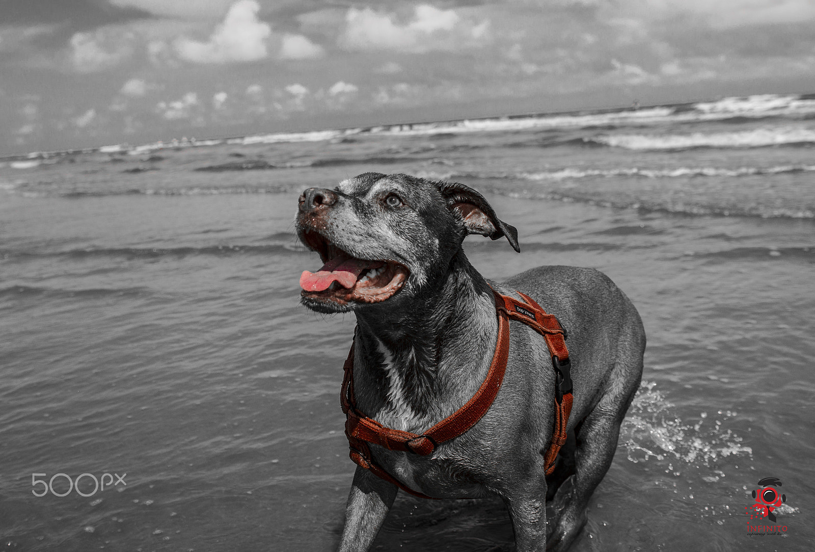Sigma 18-35mm f/1.8 DC HSM sample photo. Wiley - the beach dog photography