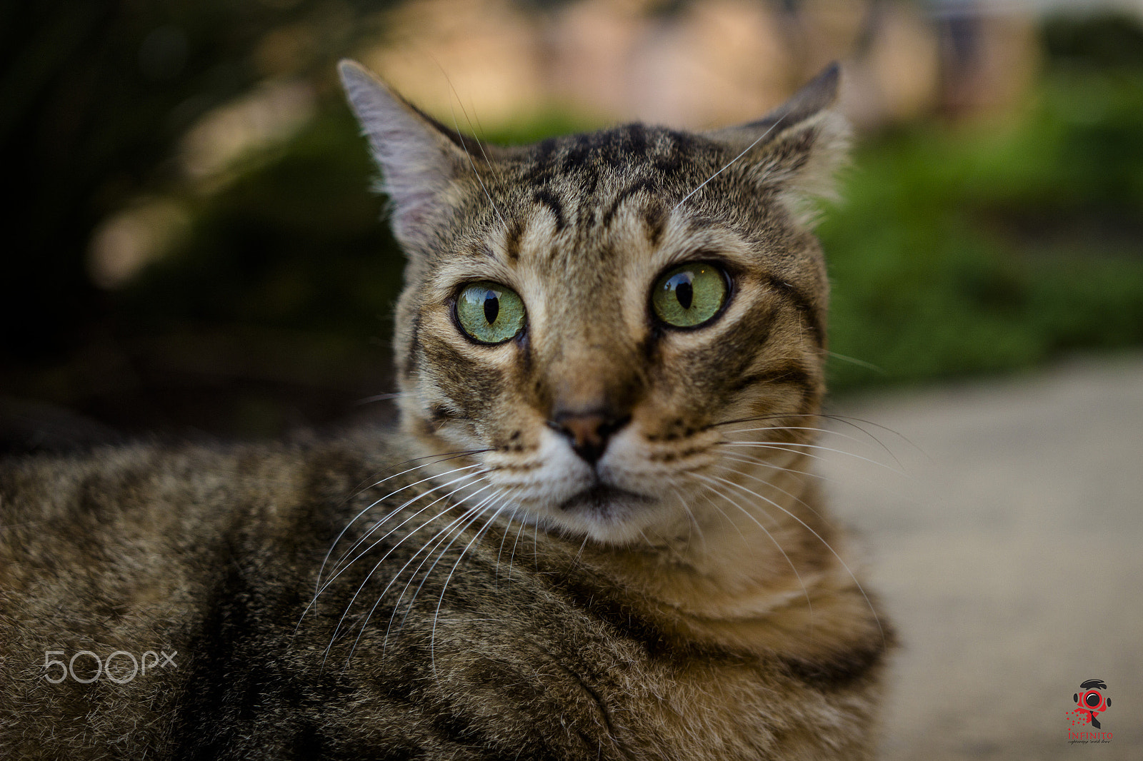 Sigma 18-35mm f/1.8 DC HSM sample photo. Kendal's big eyes photography
