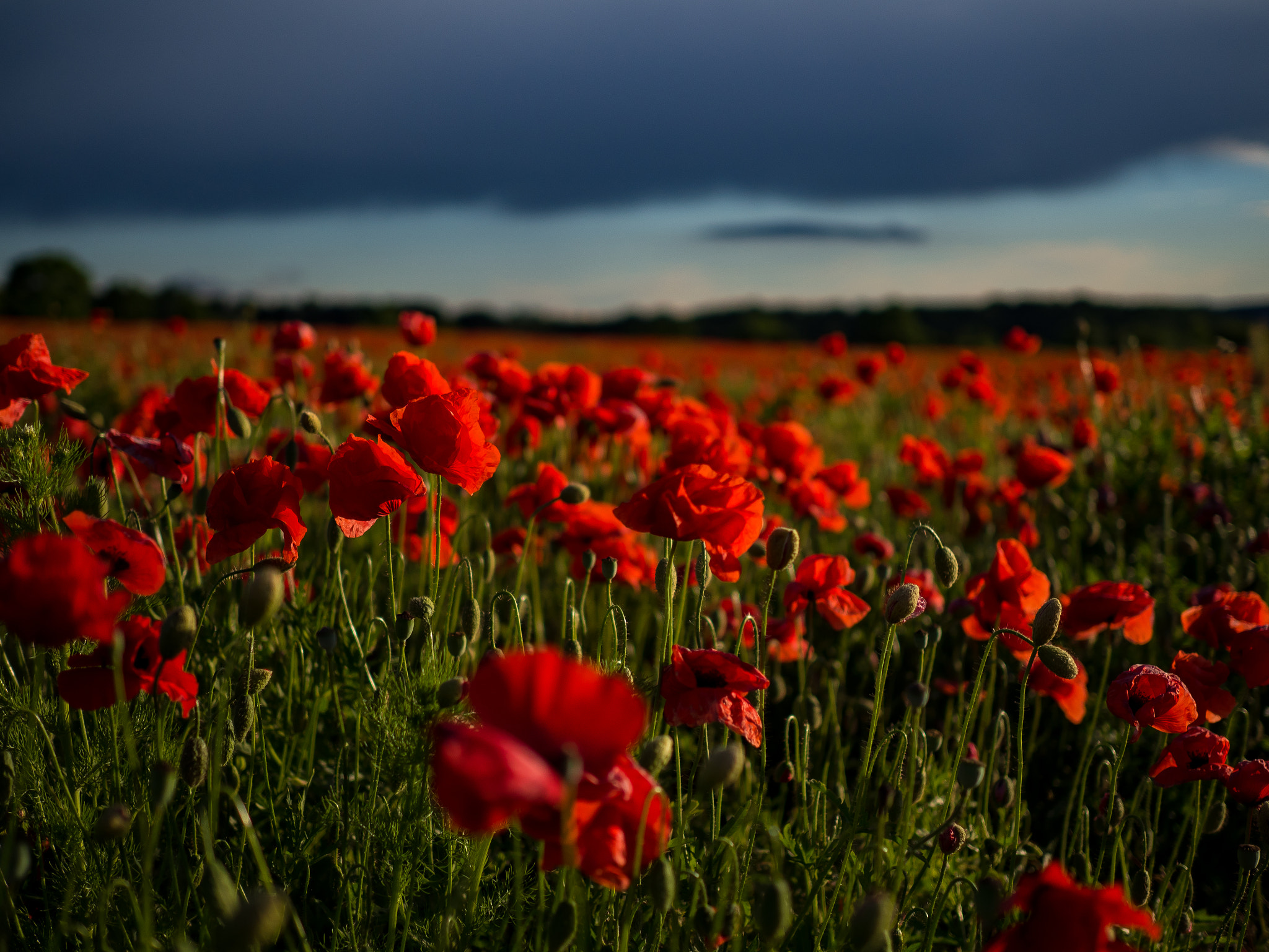 Olympus OM-D E-M5 II + Olympus M.Zuiko Digital 25mm F1.8 sample photo. Poppy field in the evening light photography