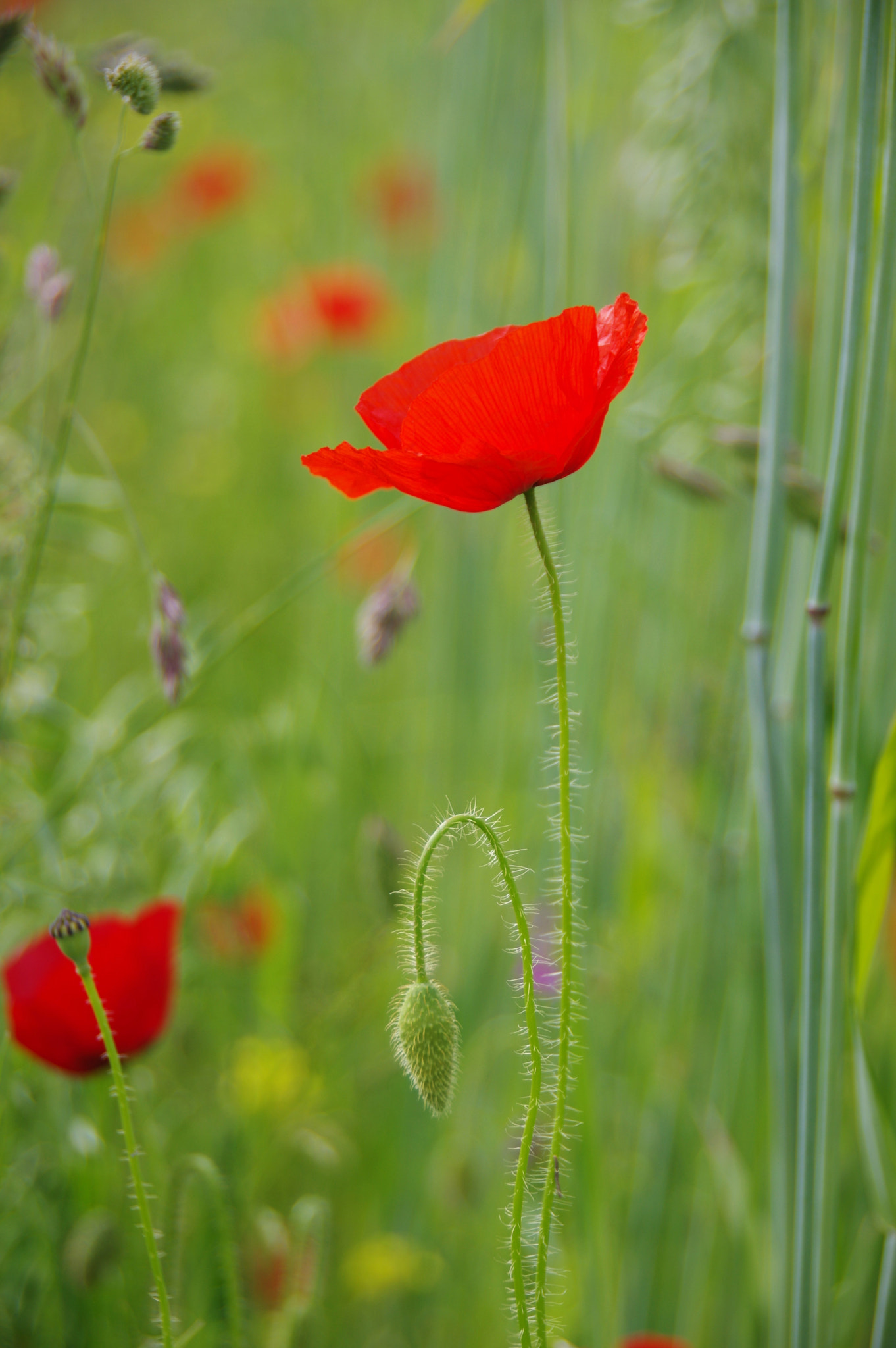 Pentax K-3 sample photo. () photography