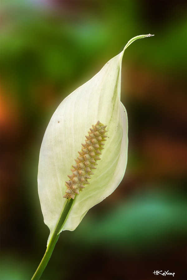 Canon EF-S 60mm F2.8 Macro USM sample photo. Plain sailing photography