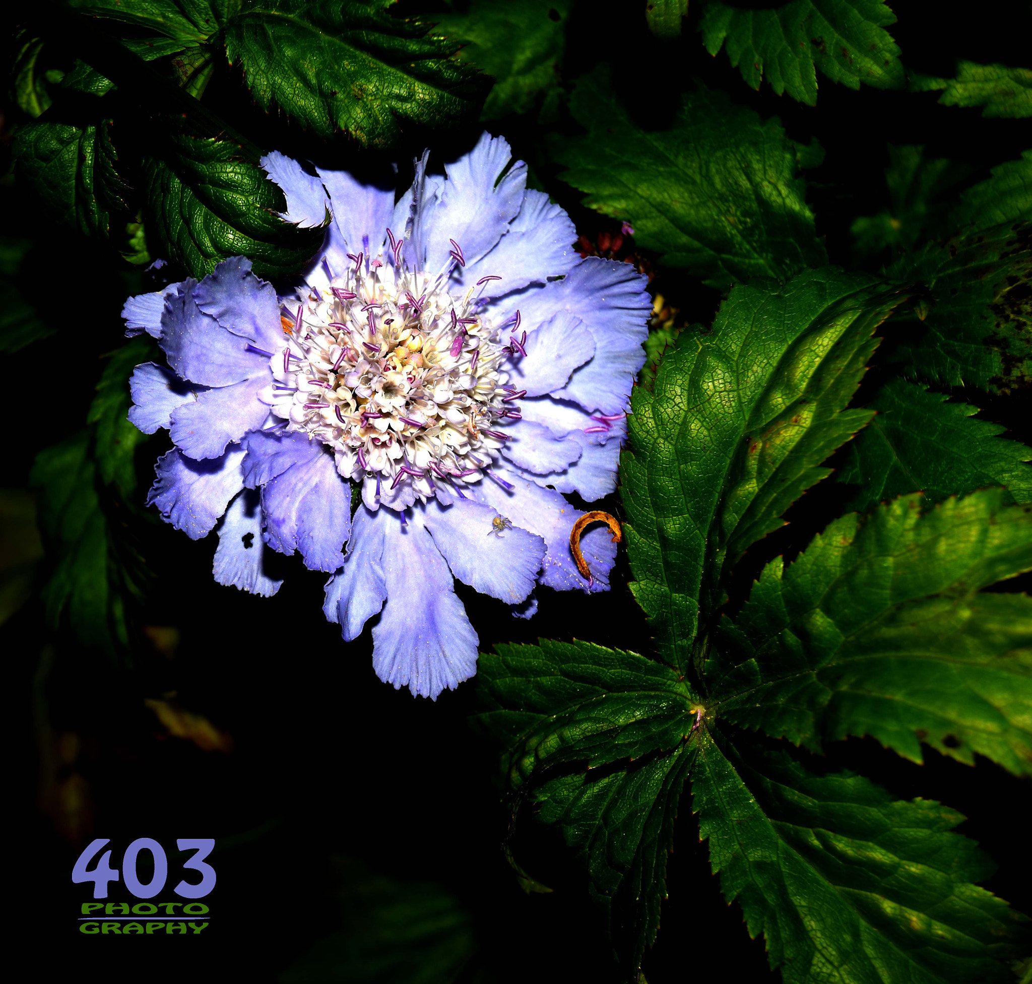 Sigma 18-250mm F3.5-6.3 DC OS HSM sample photo. Copy photography