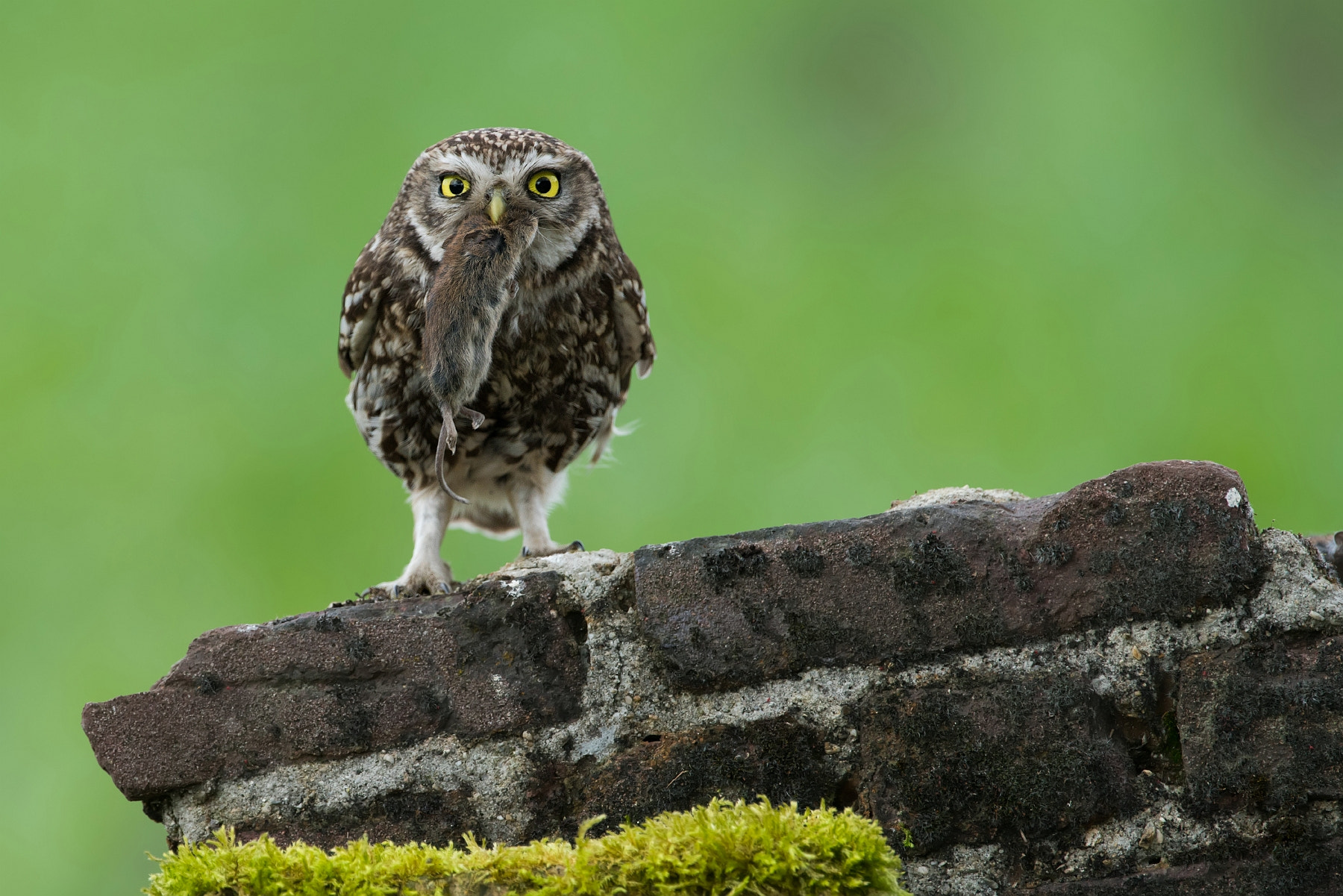 Sony a7R II + Sony 500mm F4 G SSM sample photo. Catch of the day.............. photography