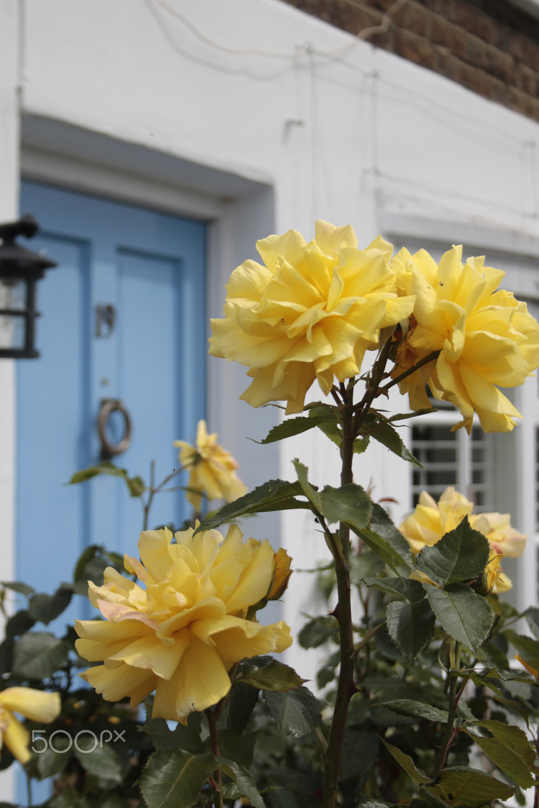 Canon EF-S 18-55mm F3.5-5.6 sample photo. Yellow roses by a blue door photography