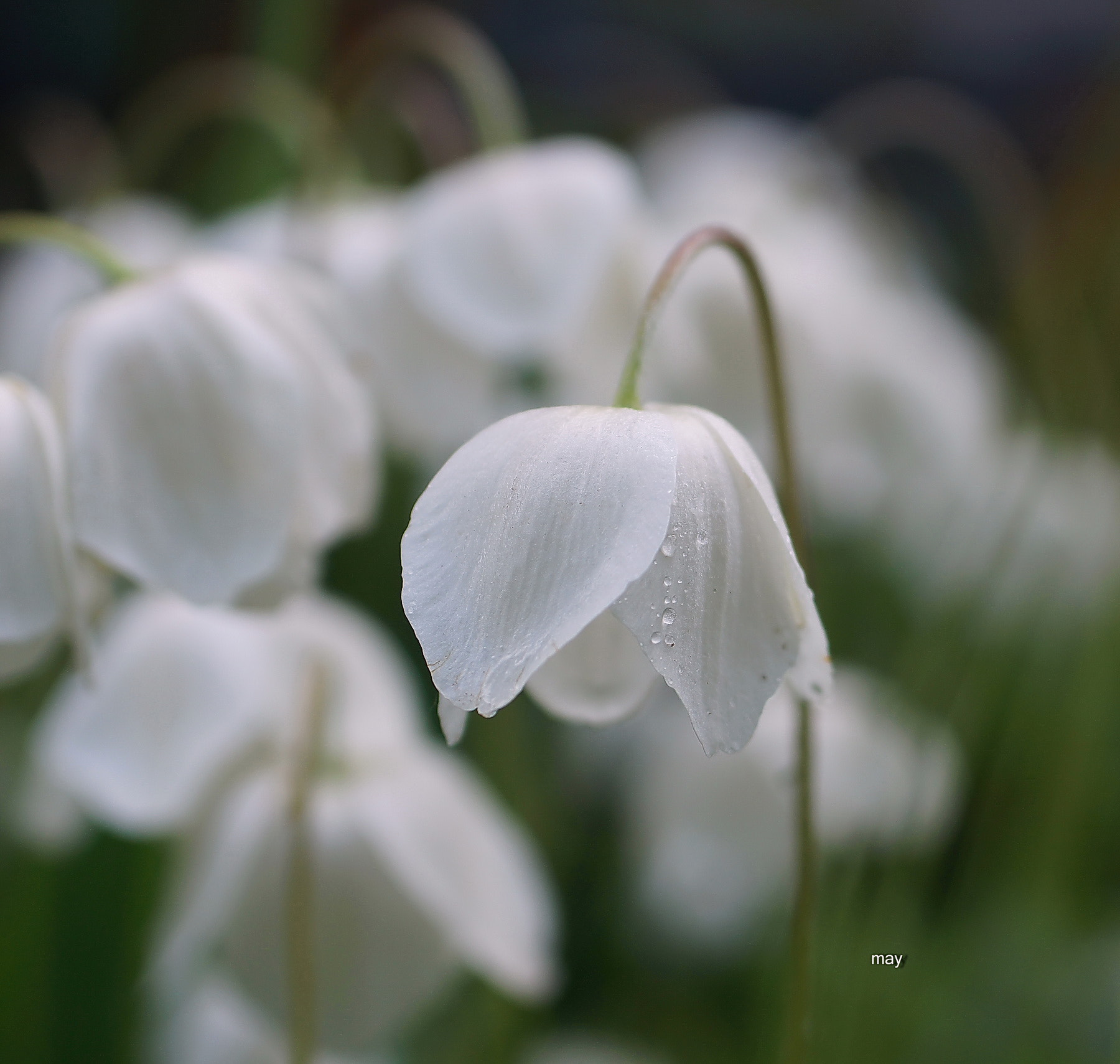 Sony SLT-A65 (SLT-A65V) + Minolta AF 50mm F1.7 sample photo. Anemones.. photography