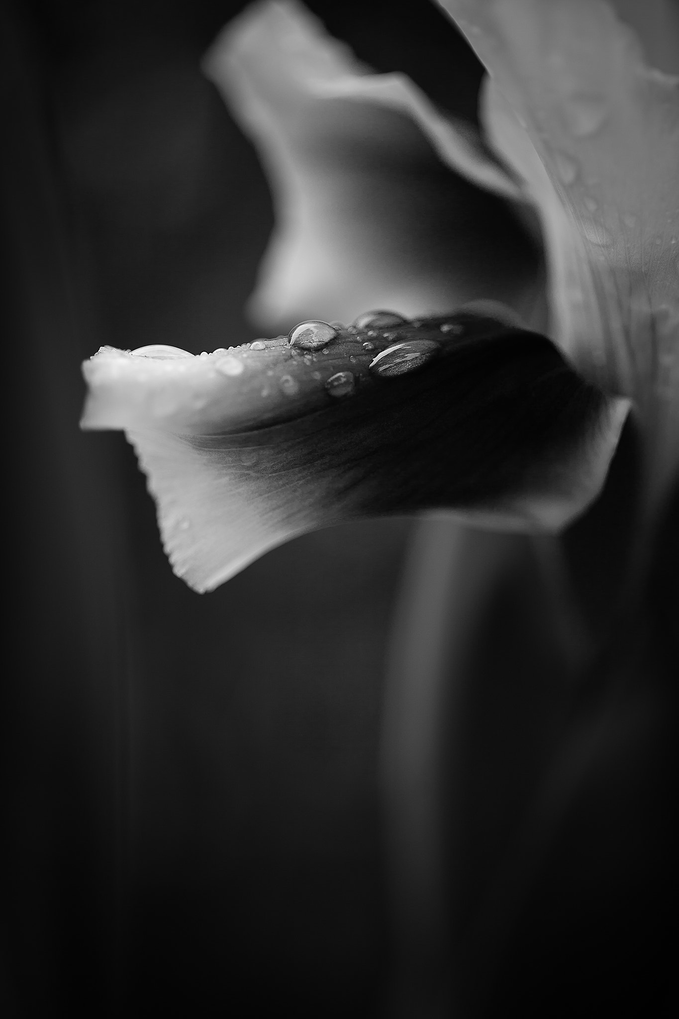 ZEISS Makro-Planar T* 50mm F2 sample photo. Weeping iris photography