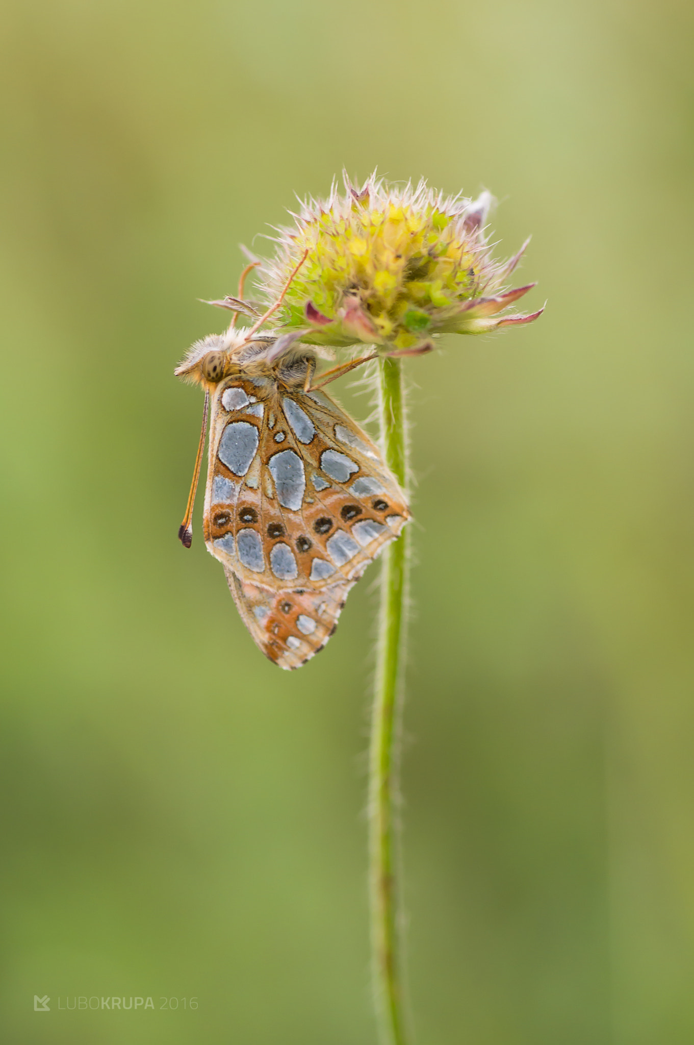 Pentax K-r + Tamron SP AF 90mm F2.8 Di Macro sample photo. Issoria lathonia photography