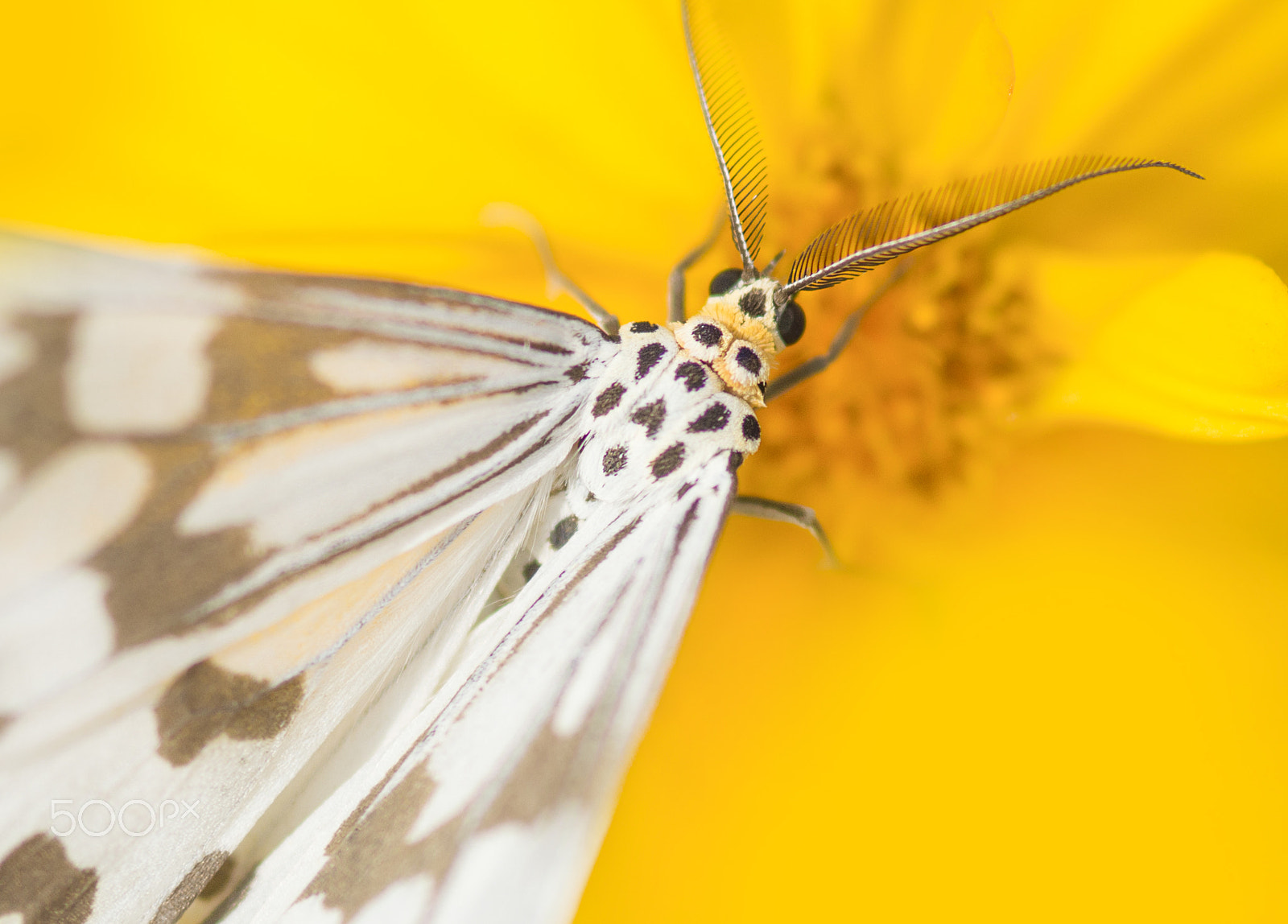 Nikon AF-S Micro-Nikkor 105mm F2.8G IF-ED VR sample photo. Nectar time photography