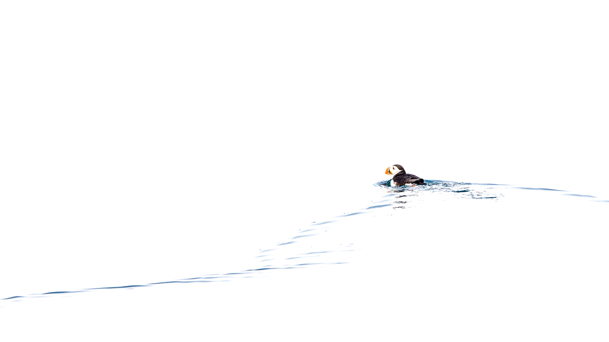 Canon EF 300mm F2.8L IS USM sample photo. Just a plain puffin! photography
