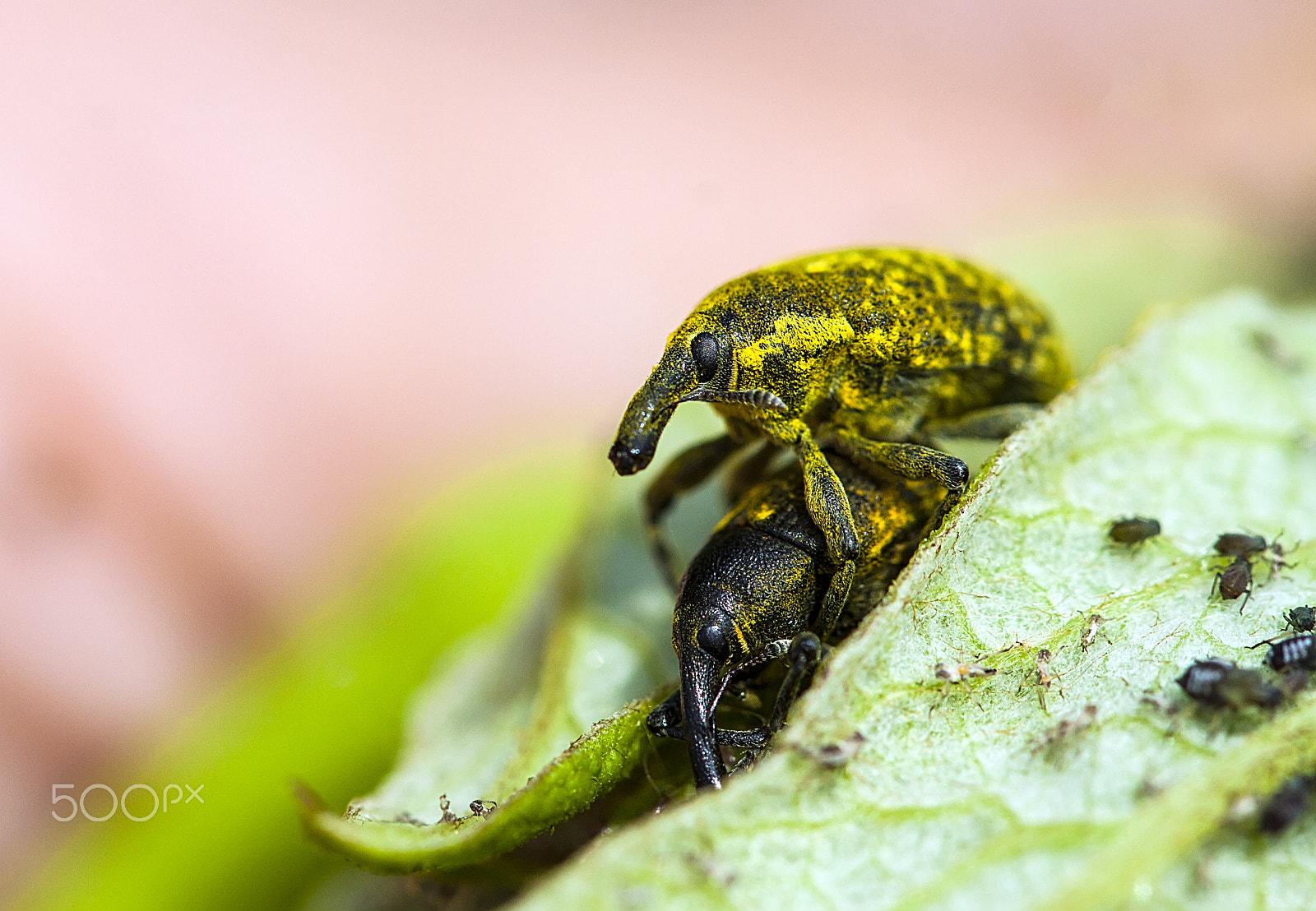 Canon EOS 50D + Canon EF 100mm F2.8L Macro IS USM sample photo. Private moment photography
