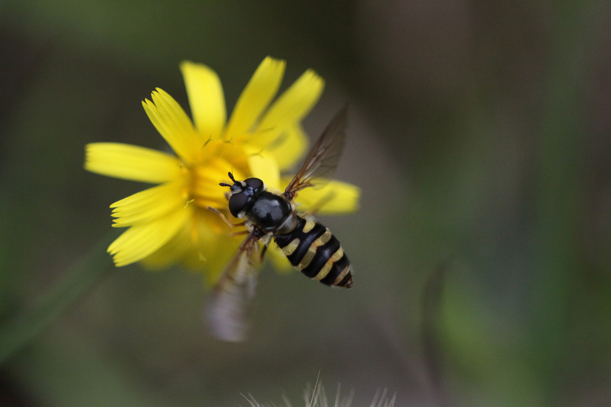 Sigma APO Macro 150mm f/2.8 EX DG HSM sample photo. Flower with insect photography