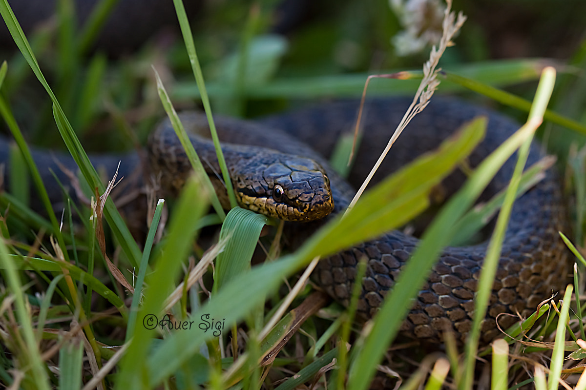Sigma 105mm F2.8 EX DG OS HSM sample photo. Kopie photography