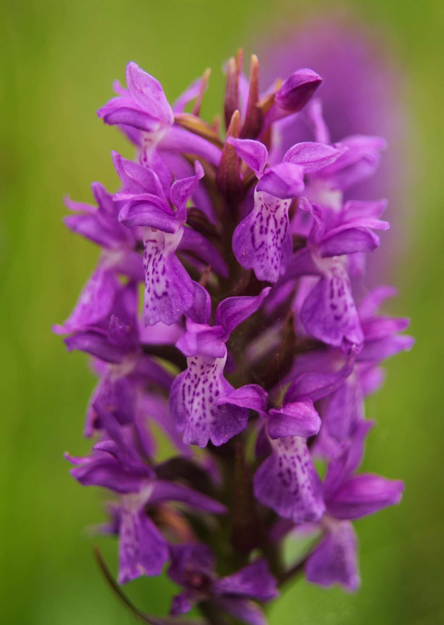 Minolta AF 35-80mm F4-5.6 II sample photo. Marsh orchid  photography