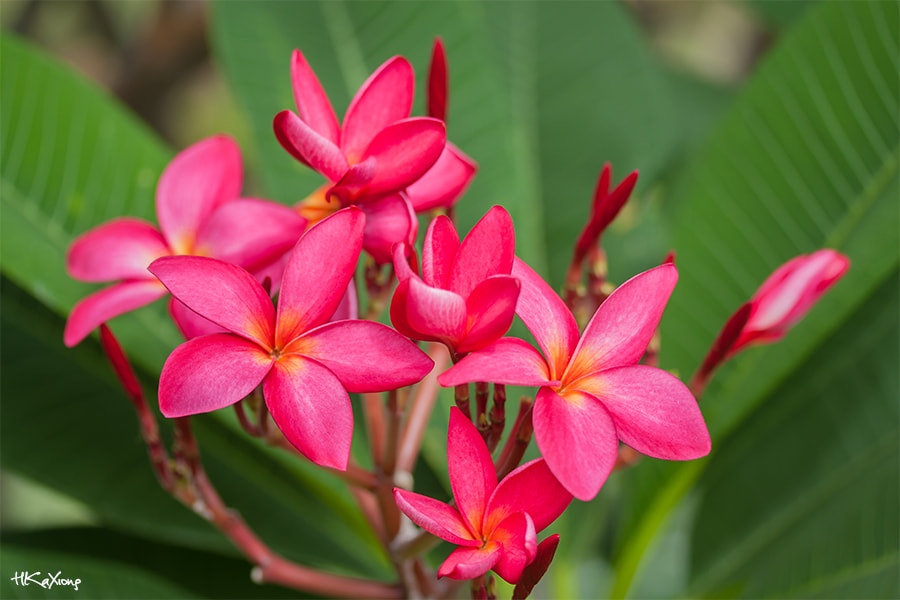 Canon EF-S 60mm F2.8 Macro USM sample photo. Plumeria rubra photography