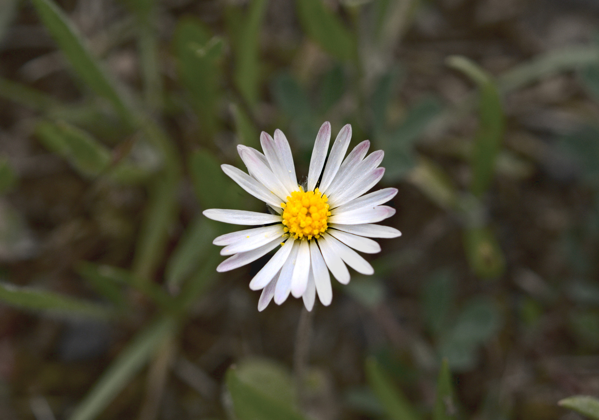 Minolta AF 35-80mm F4-5.6 II sample photo. Daisy photography
