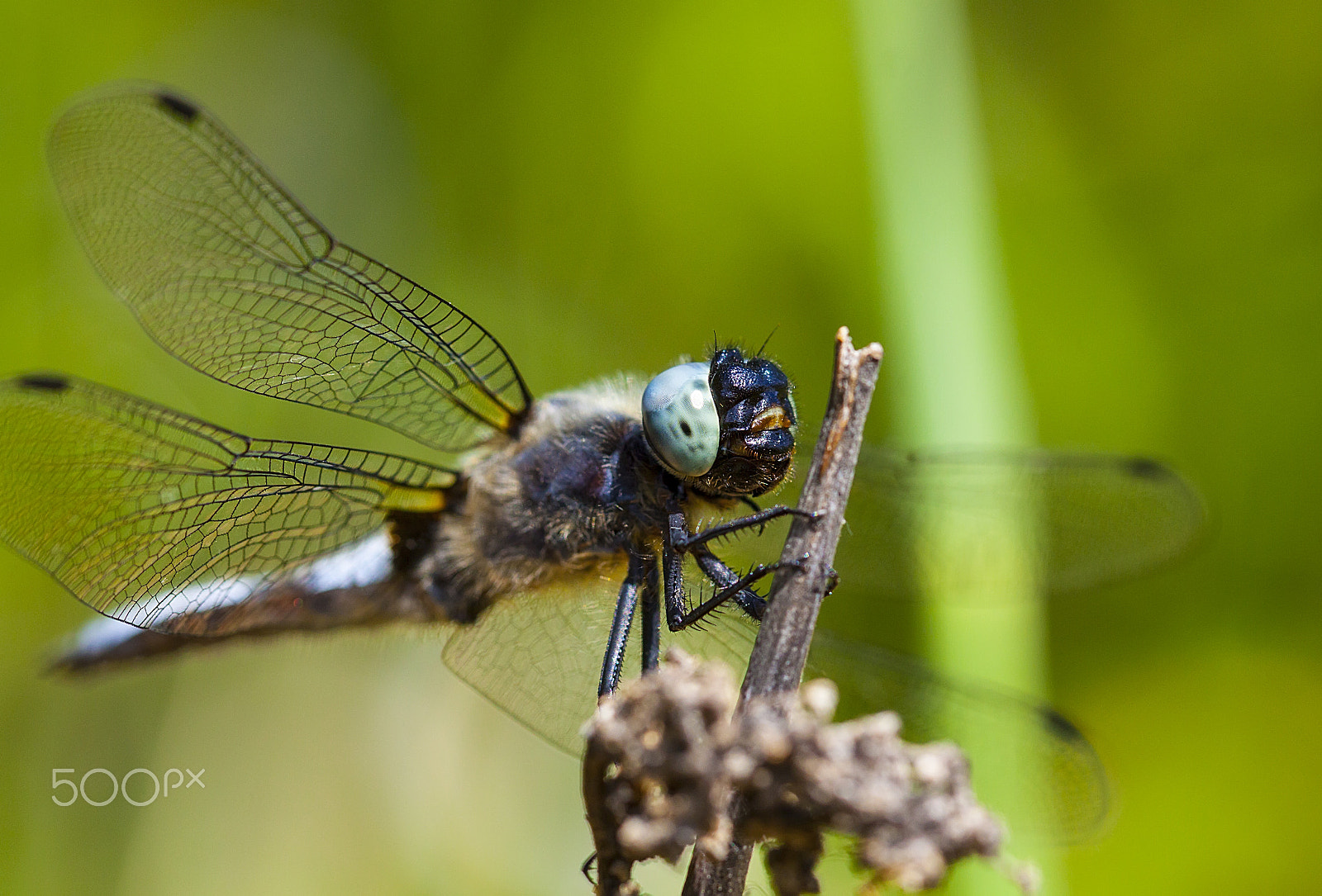 Canon EOS 50D + Canon EF 100mm F2.8L Macro IS USM sample photo. Watcher photography