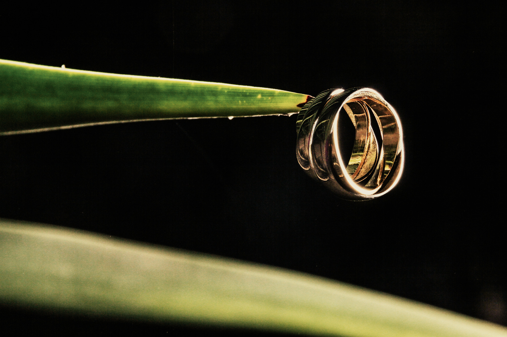 Canon EOS 550D (EOS Rebel T2i / EOS Kiss X4) sample photo. Rings photography