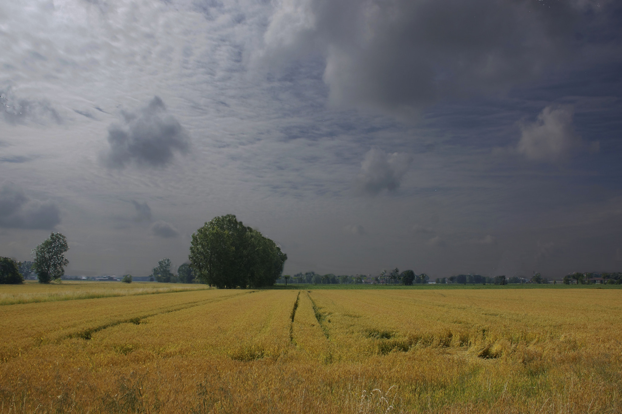 Sony SLT-A77 + DT 18-300mm F3.5-6.3 sample photo. Clouds and yellow photography