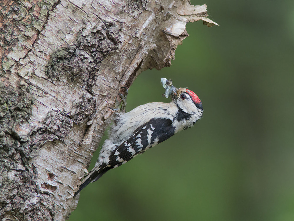 Canon EOS 70D sample photo. Kleine bonte specht / lesser spotted woodpecker photography