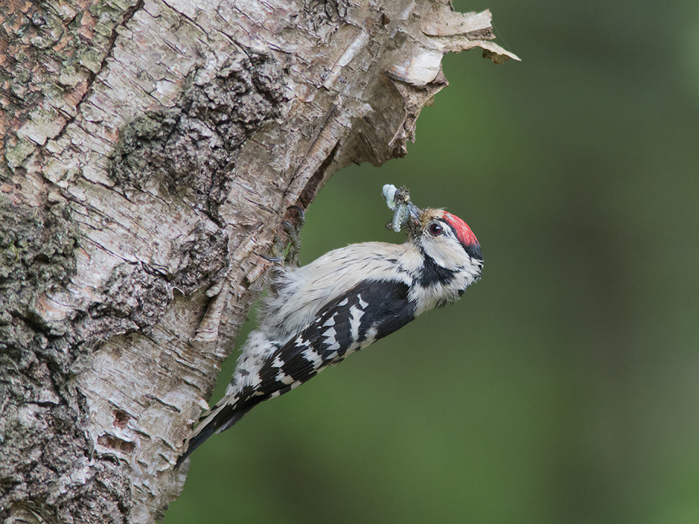 Canon EF 300mm F4L IS USM sample photo. Kleine bonte specht / lesser spotted woodpecker photography