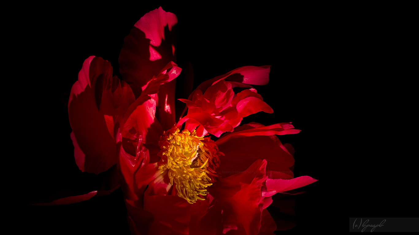 Sony Alpha NEX-5 + Sony E 30mm F3.5 Macro sample photo. Peony. photography