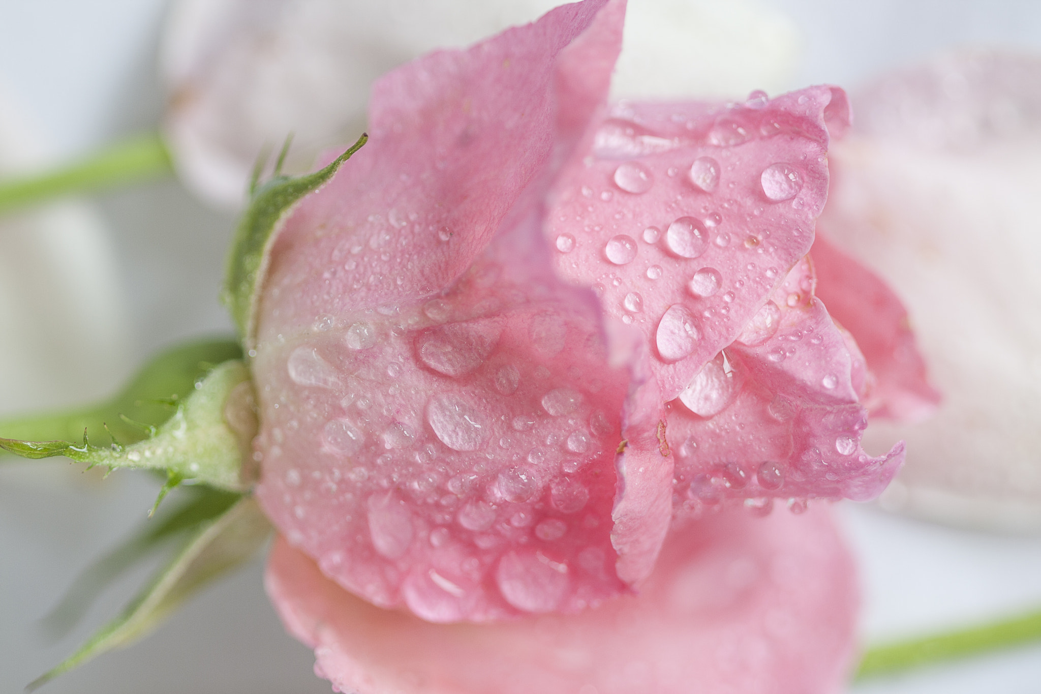 Canon EF 100mm F2.8 Macro USM sample photo. After the rain photography