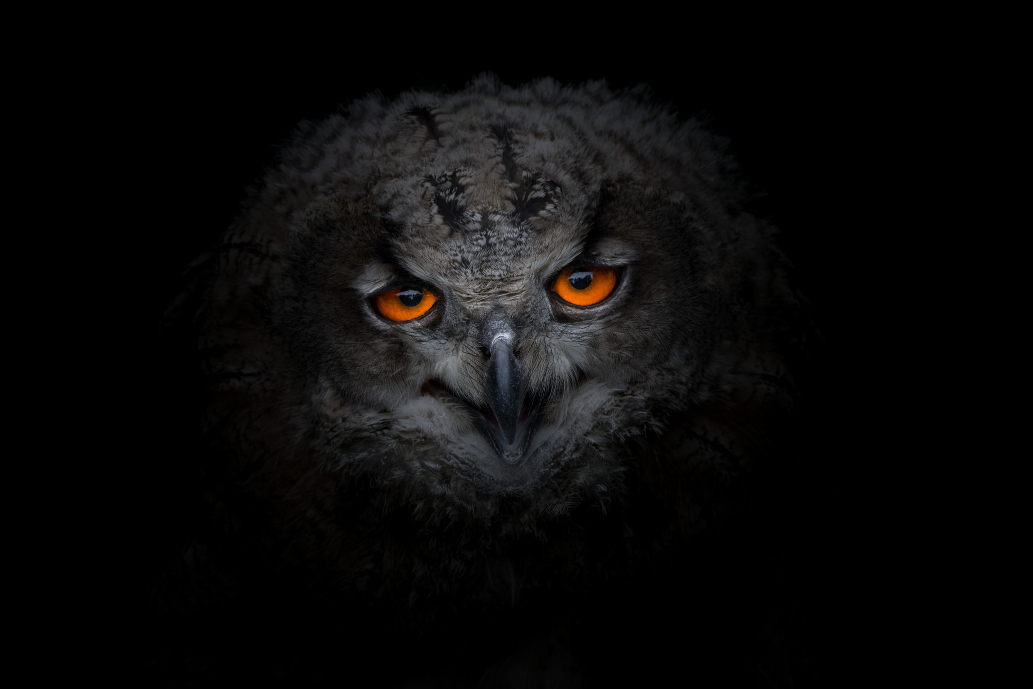 Sigma 150-600mm F5-6.3 DG OS HSM | C sample photo. Owl photography