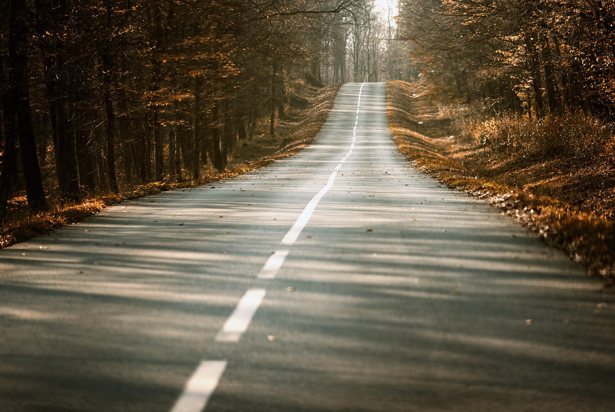 Sigma 105mm F2.8 EX DG OS HSM sample photo. Autumn road photography