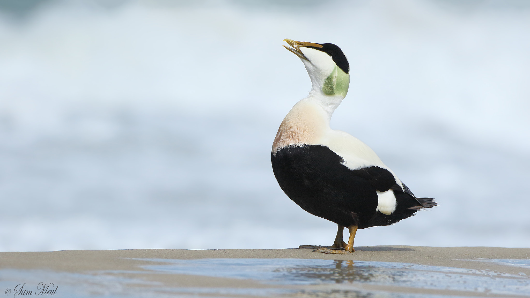 Canon EF 500mm F4L IS USM sample photo. Common eider photography