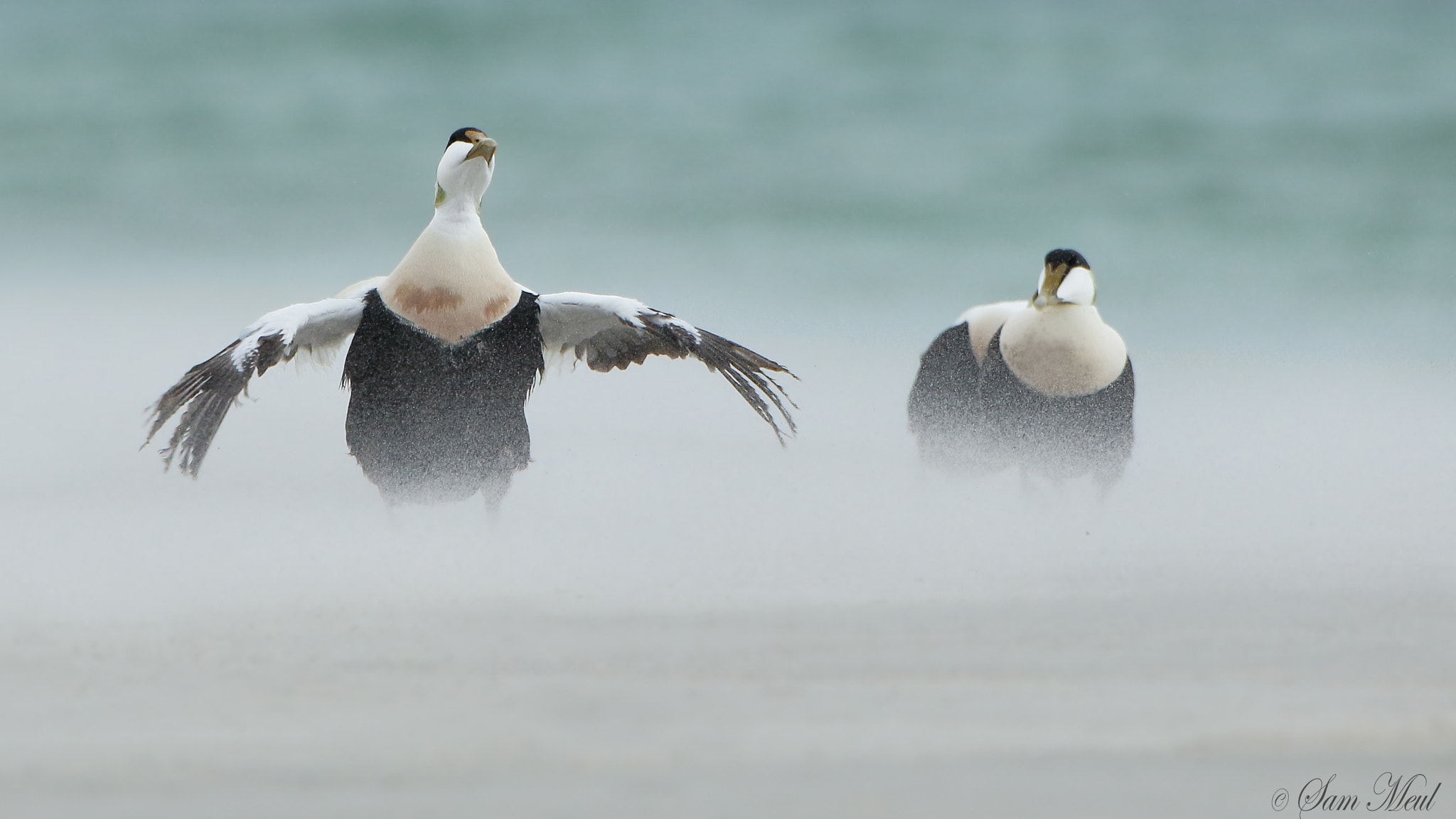 Canon EF 500mm F4L IS USM sample photo. Common eider photography