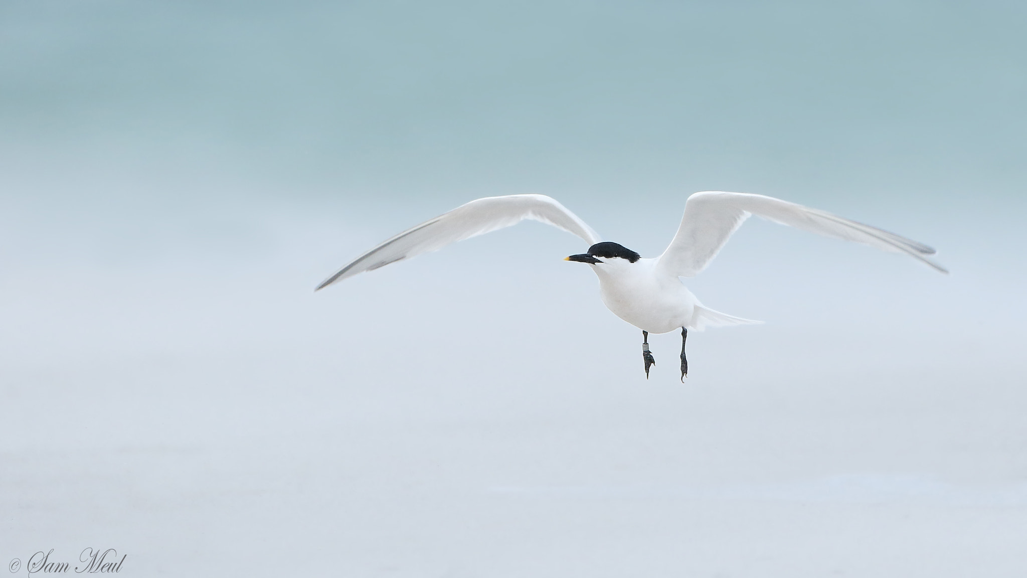 Canon EF 500mm F4L IS USM sample photo. Sandwich tern photography