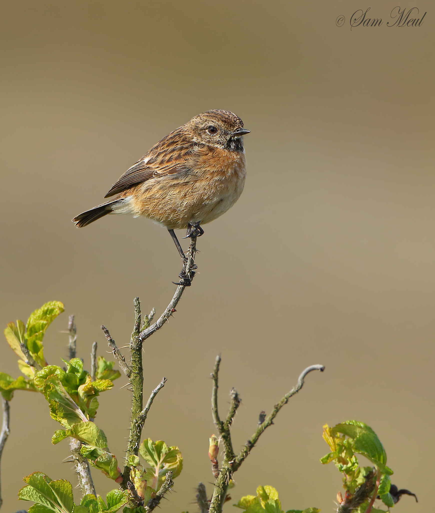 Canon EF 500mm F4L IS USM sample photo. European stonechat photography