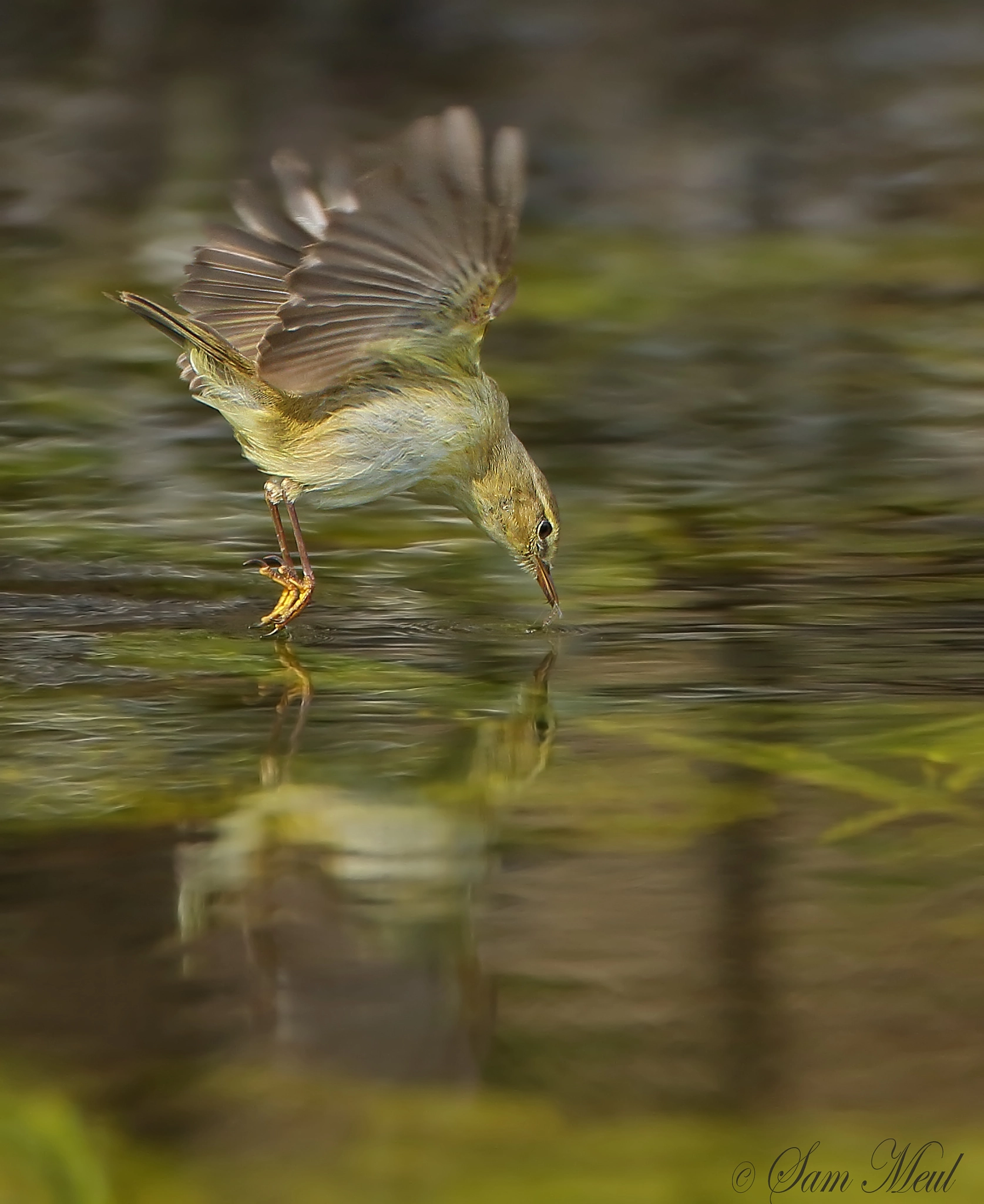 Canon EF 500mm F4L IS USM sample photo. Willow warbler photography