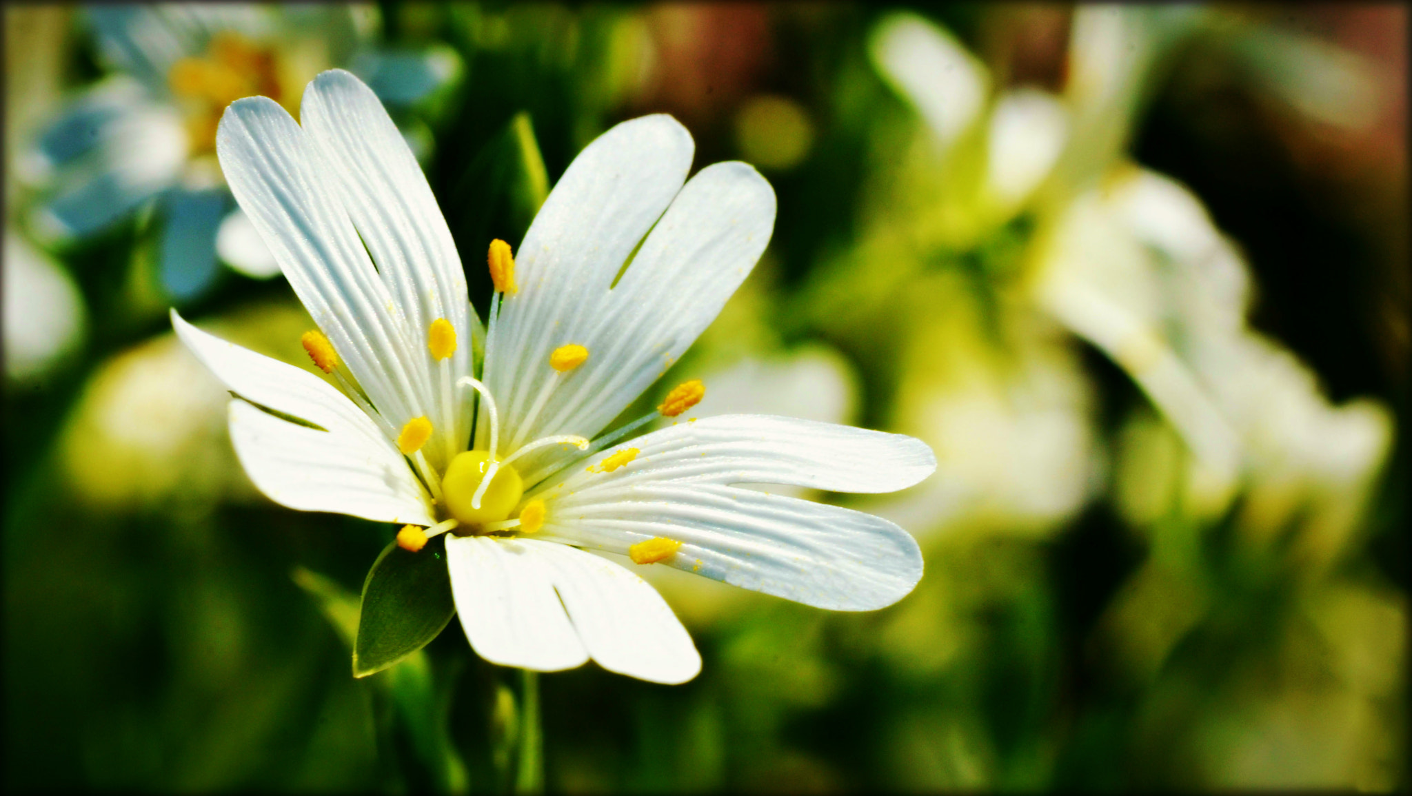 Nikon D3100 sample photo. Beauty-flower photography