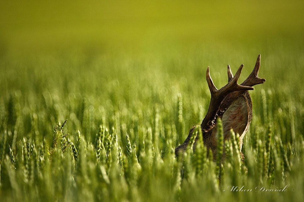 Canon EOS 7D Mark II + Canon EF 300mm F2.8L IS USM sample photo. I can hear you fine but i don't see anything photography