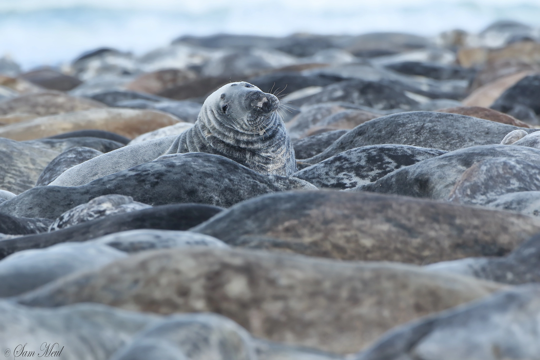 Canon EF 500mm F4L IS USM sample photo. Grey seal photography