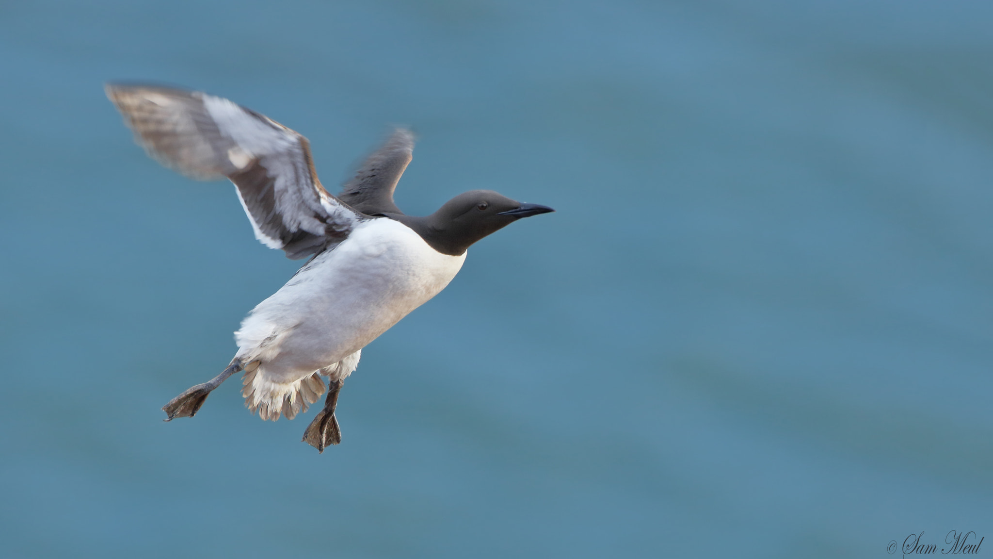 Canon EF 500mm F4L IS USM sample photo. Common murre photography