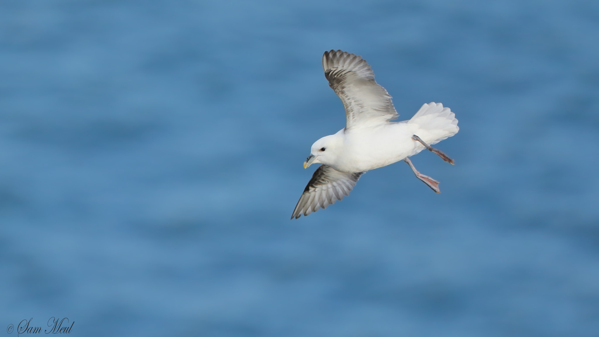Canon EF 500mm F4L IS USM sample photo. Northern fulmar photography