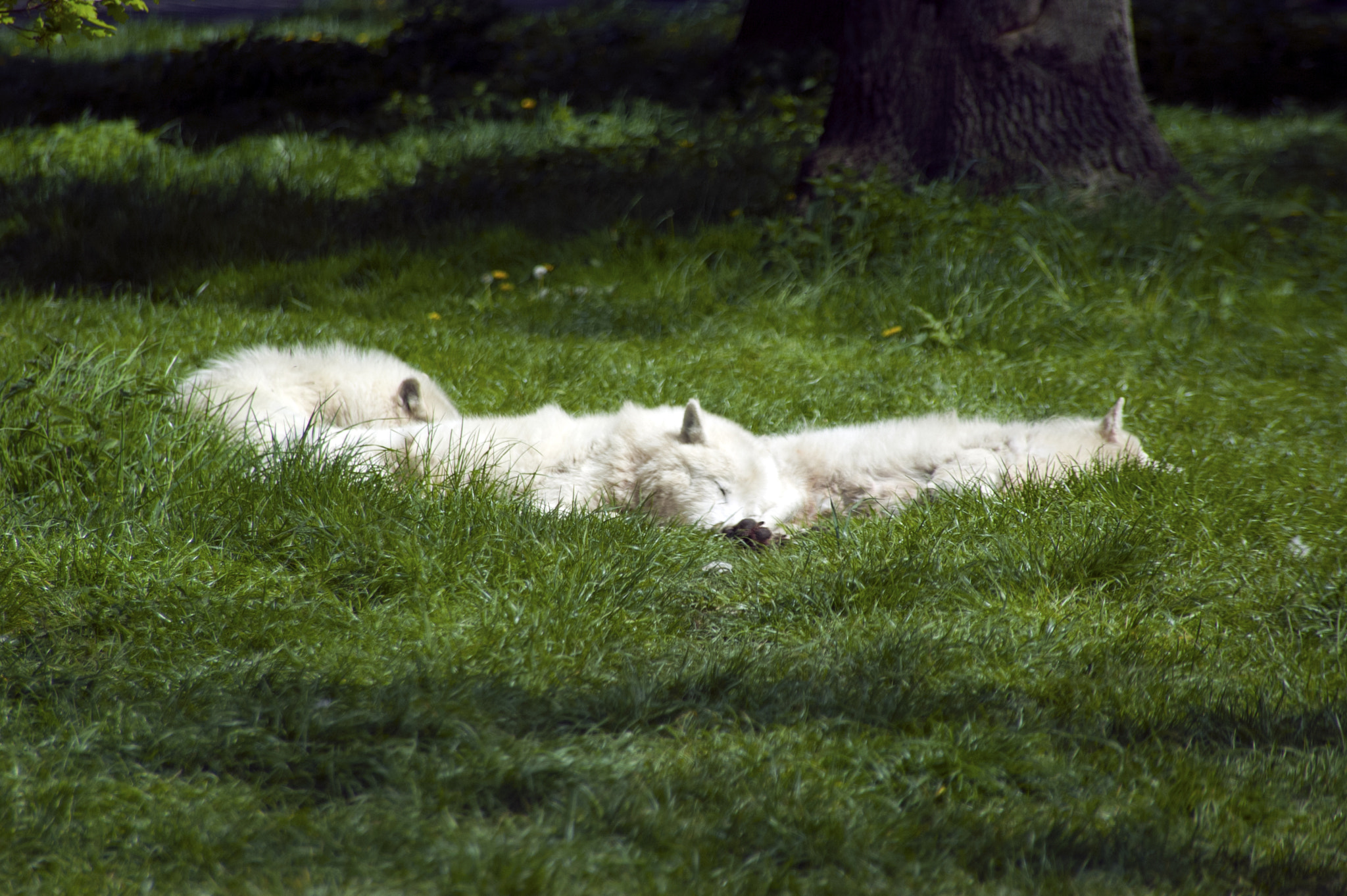 KONICA MINOLTA MAXXUM 5D sample photo. Nap time! photography