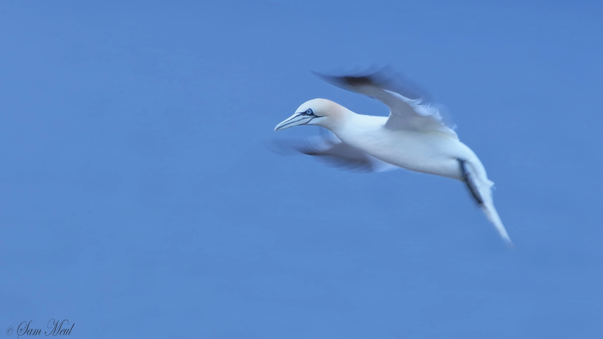 Canon EF 500mm F4L IS USM sample photo. Northern gannet photography