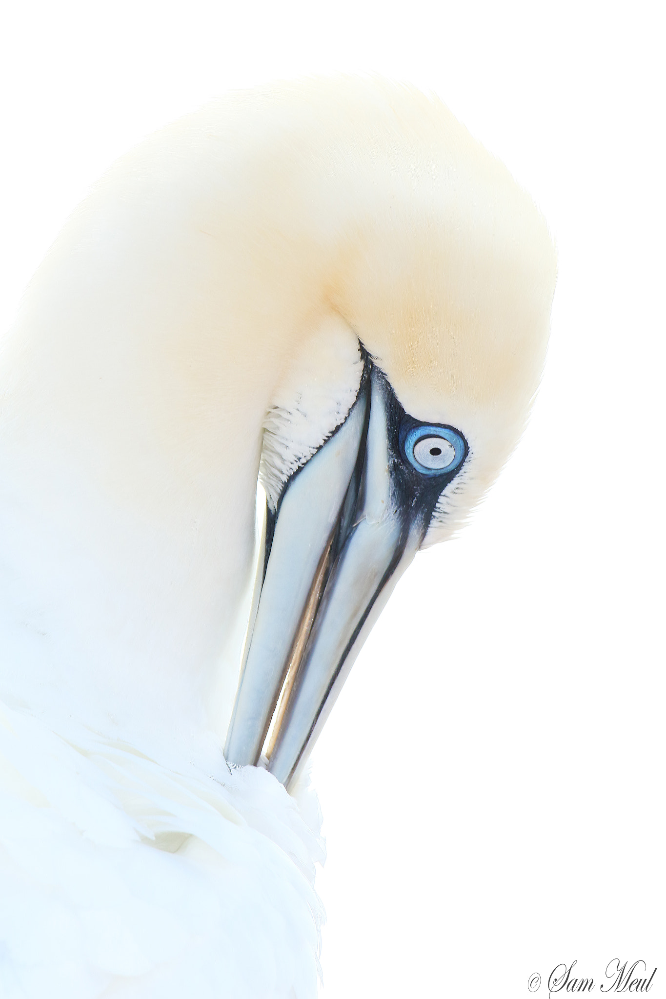Canon EF 500mm F4L IS USM sample photo. Northern gannet photography