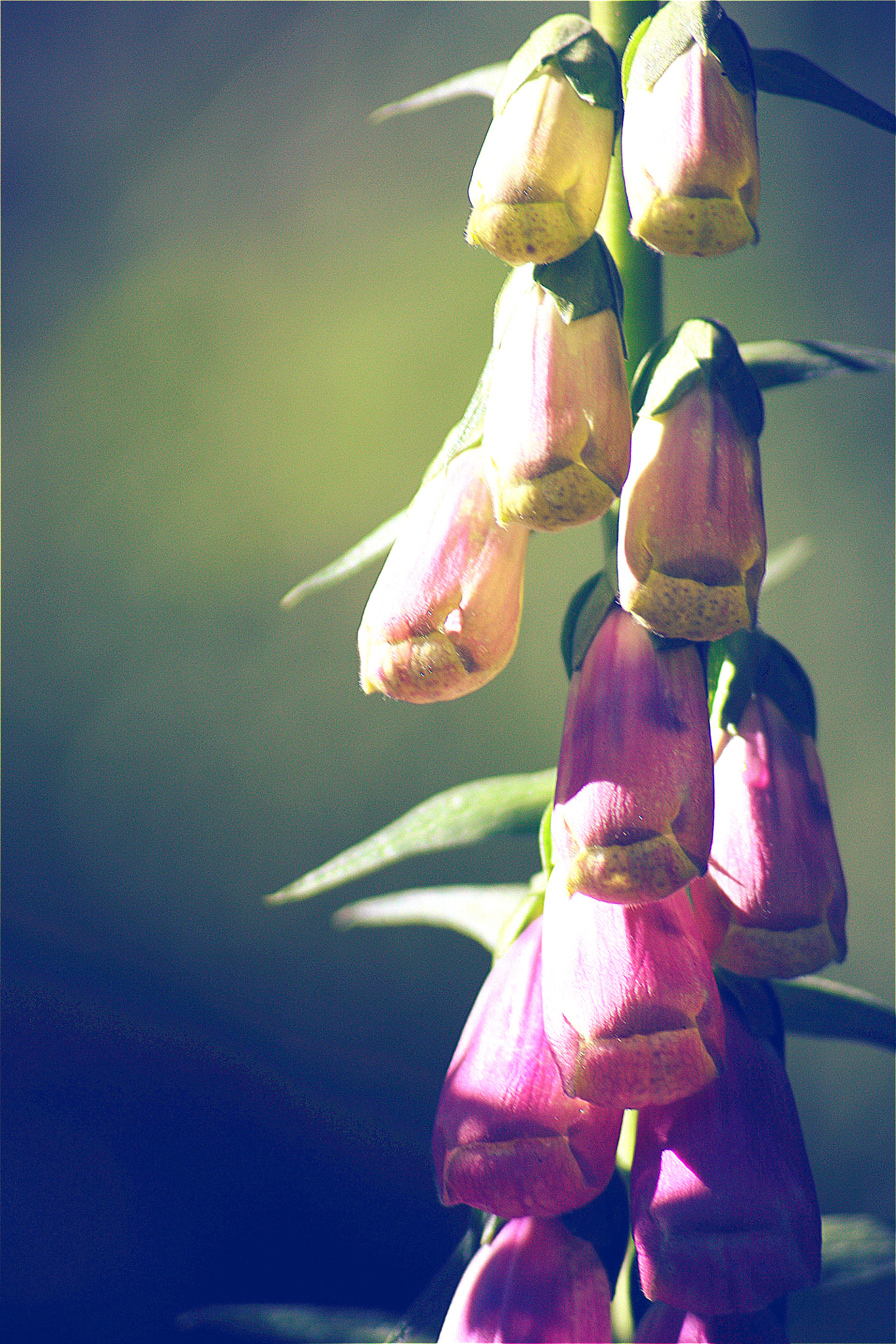 Sigma 70-300mm F4-5.6 APO DG Macro sample photo. Digitalis photography