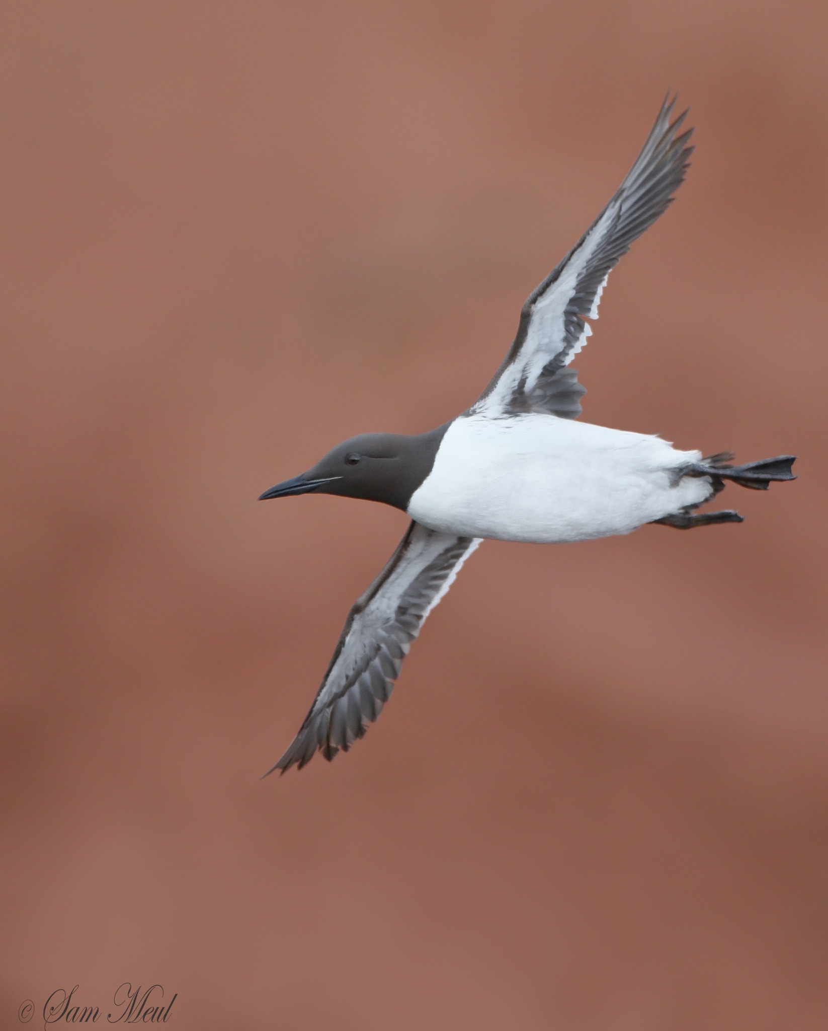 Canon EF 500mm F4L IS USM sample photo. Common murre photography