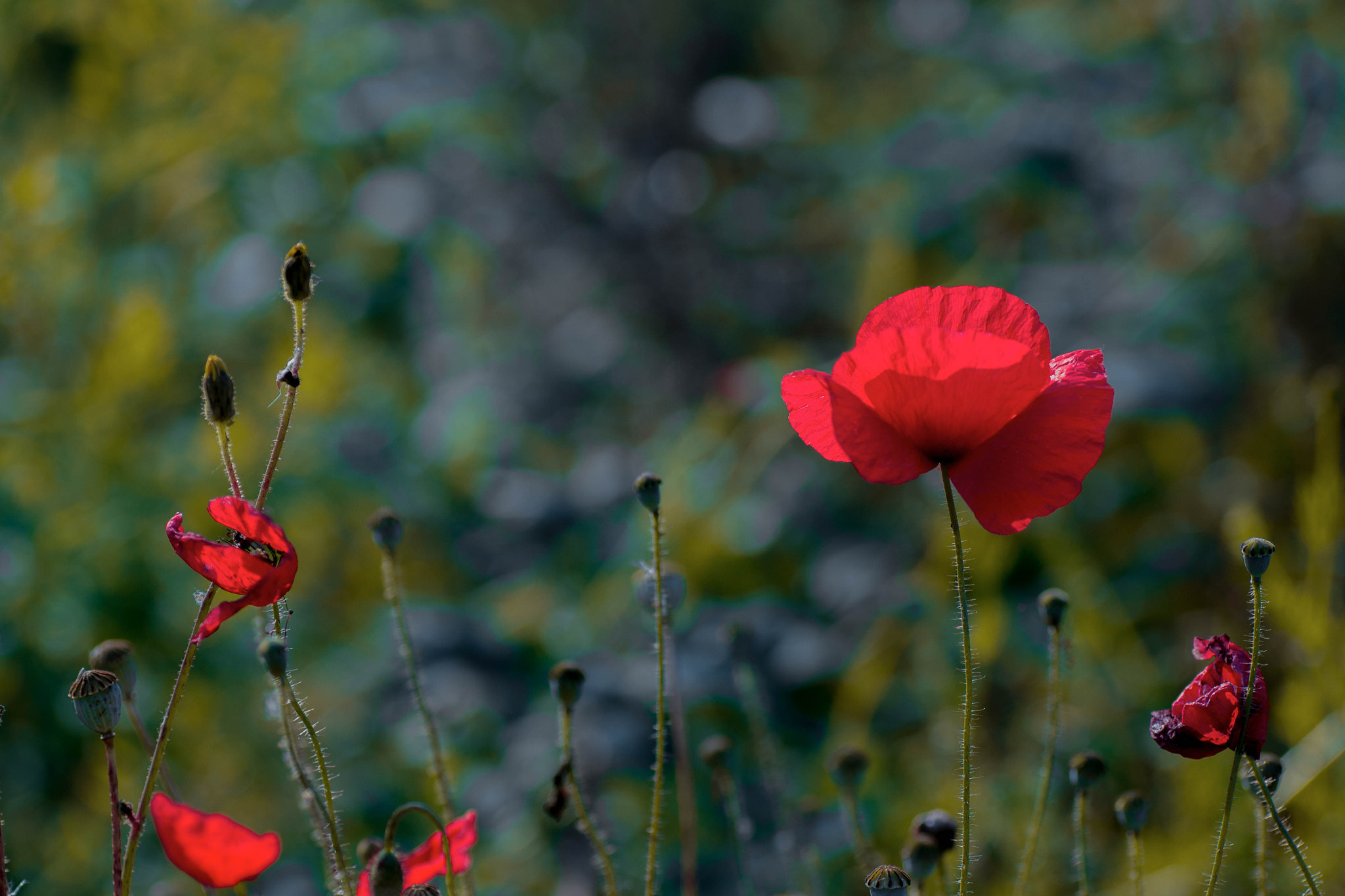 Nikon D3100 sample photo