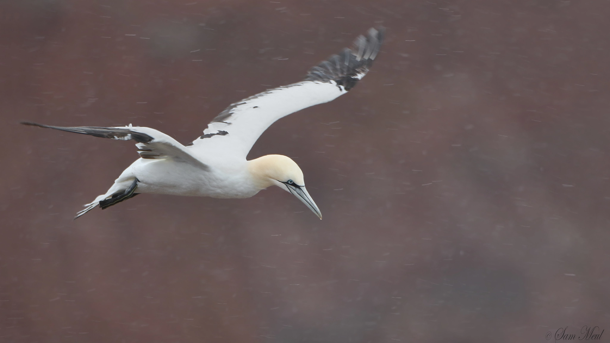 Canon EF 500mm F4L IS USM sample photo. Northern gannet photography