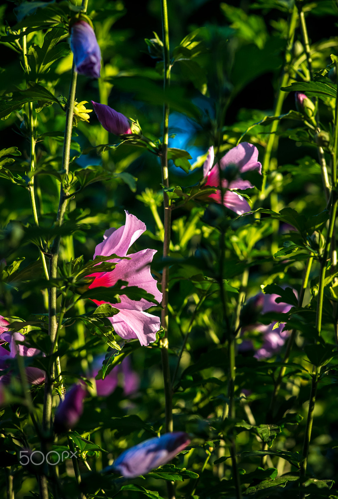 AF Zoom-Nikkor 80-200mm f/2.8 ED sample photo. Spring heading towards summer photography