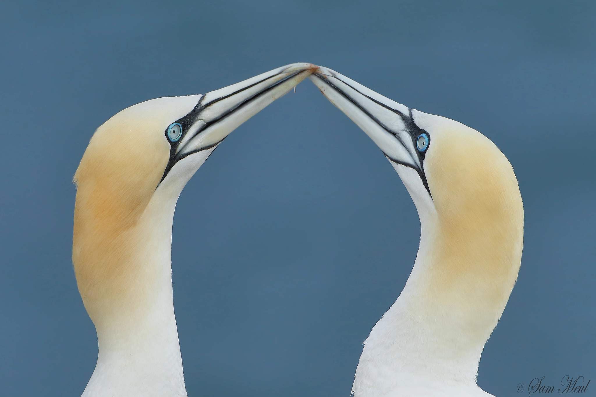 Canon EF 500mm F4L IS USM sample photo. Northern gannet photography