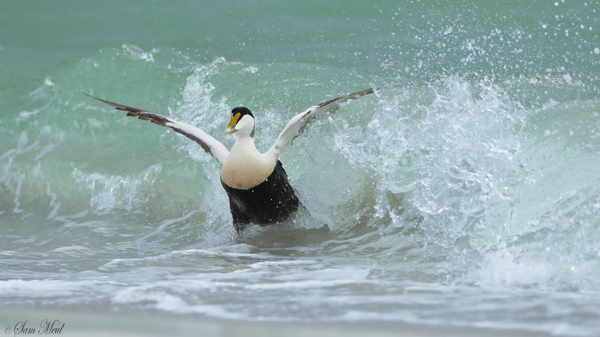 Canon EF 500mm F4L IS USM sample photo. Common eider photography