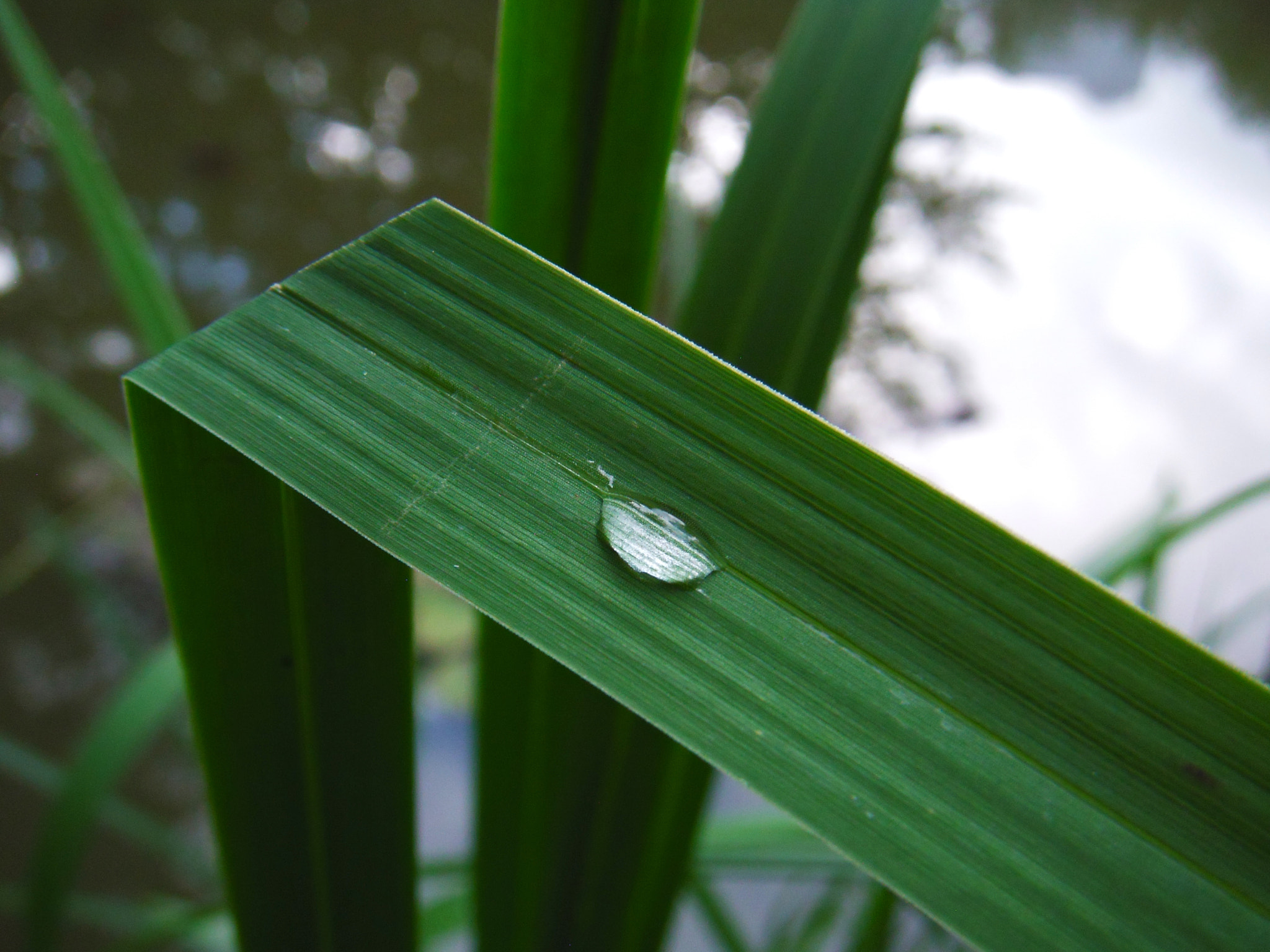 Fujifilm FinePix Z300 sample photo. Eső jelei photography